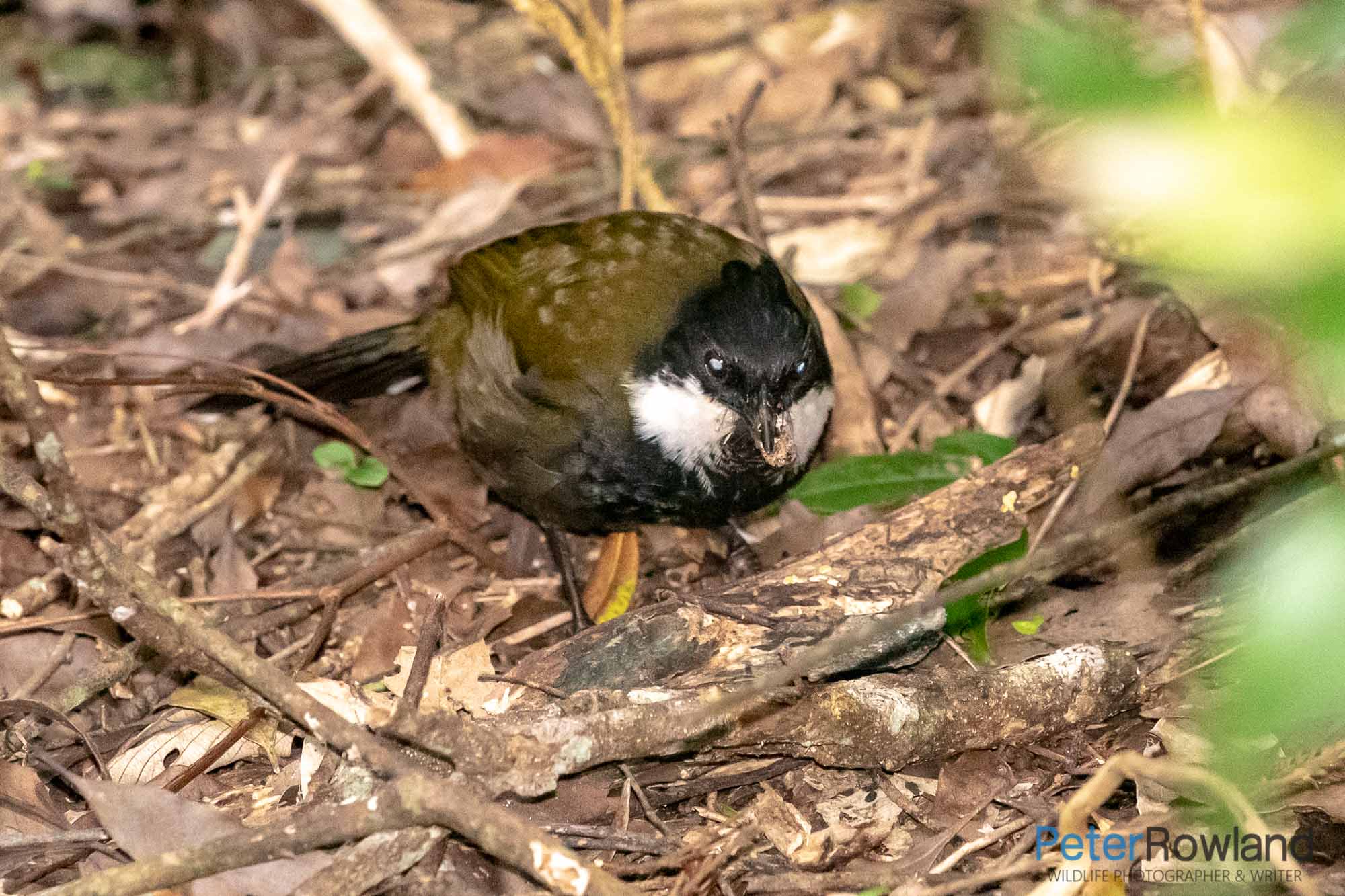 An adult Eastern Whipbird foraging for food amongst leaf litter on the rainforest floor