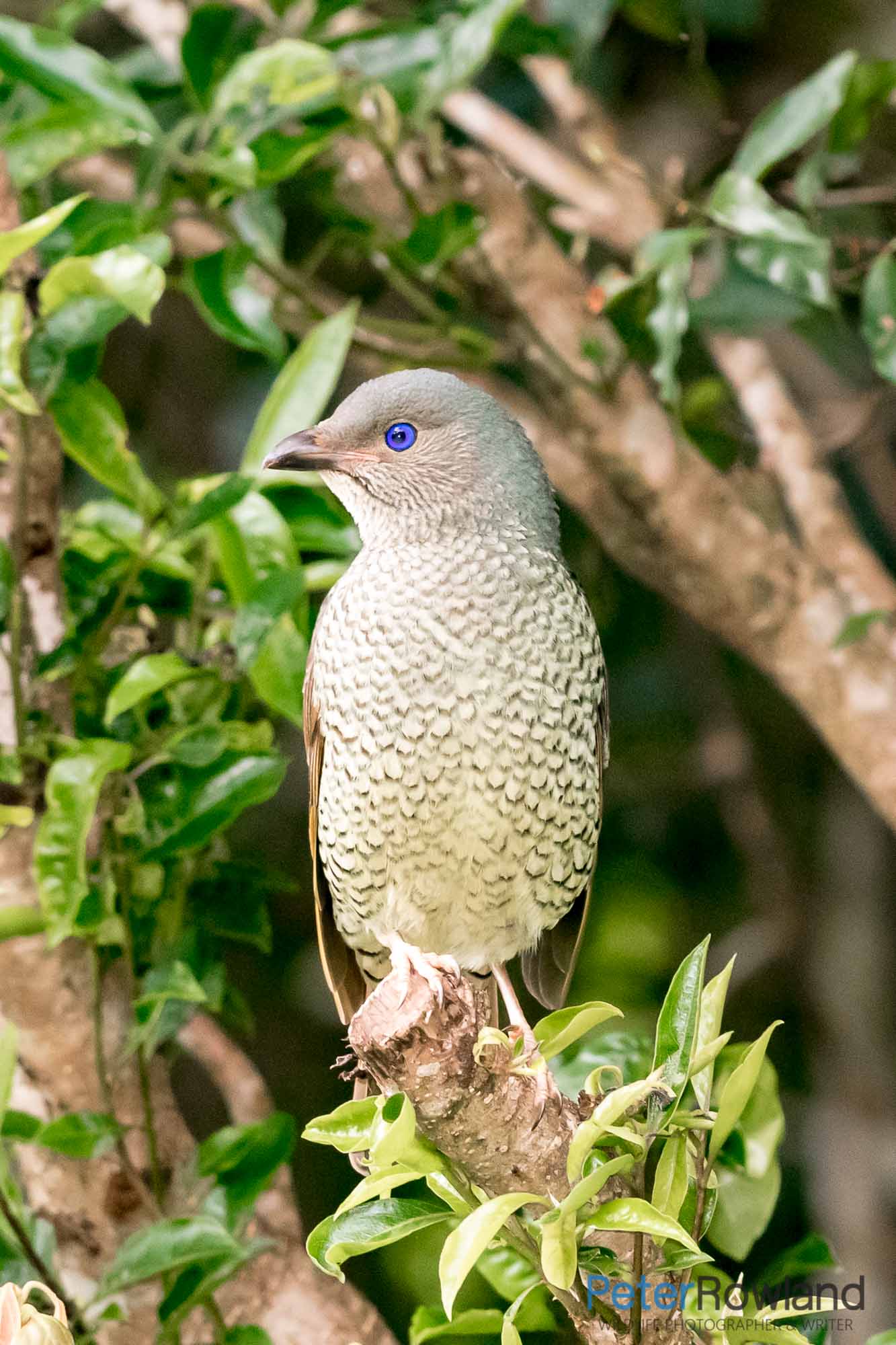 A female or imamature male Satin Bowerbird perched in a tree