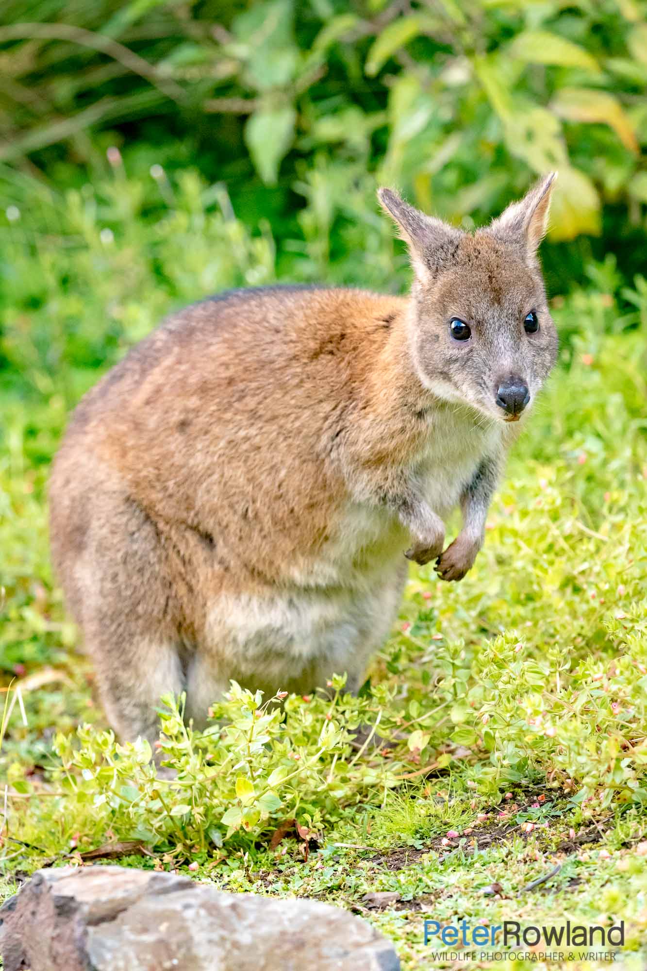 A Red-necked Pademelon in a grassy clearing looking toward the camera. [Photographed by Peter Rowland]