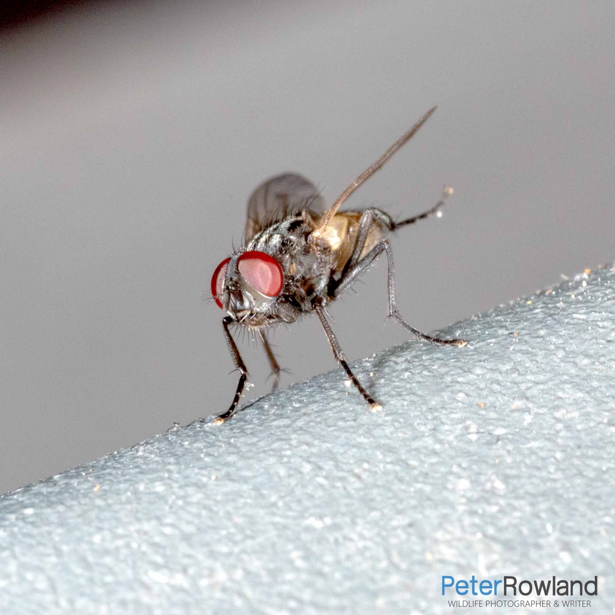 A House Fly grooming its legs