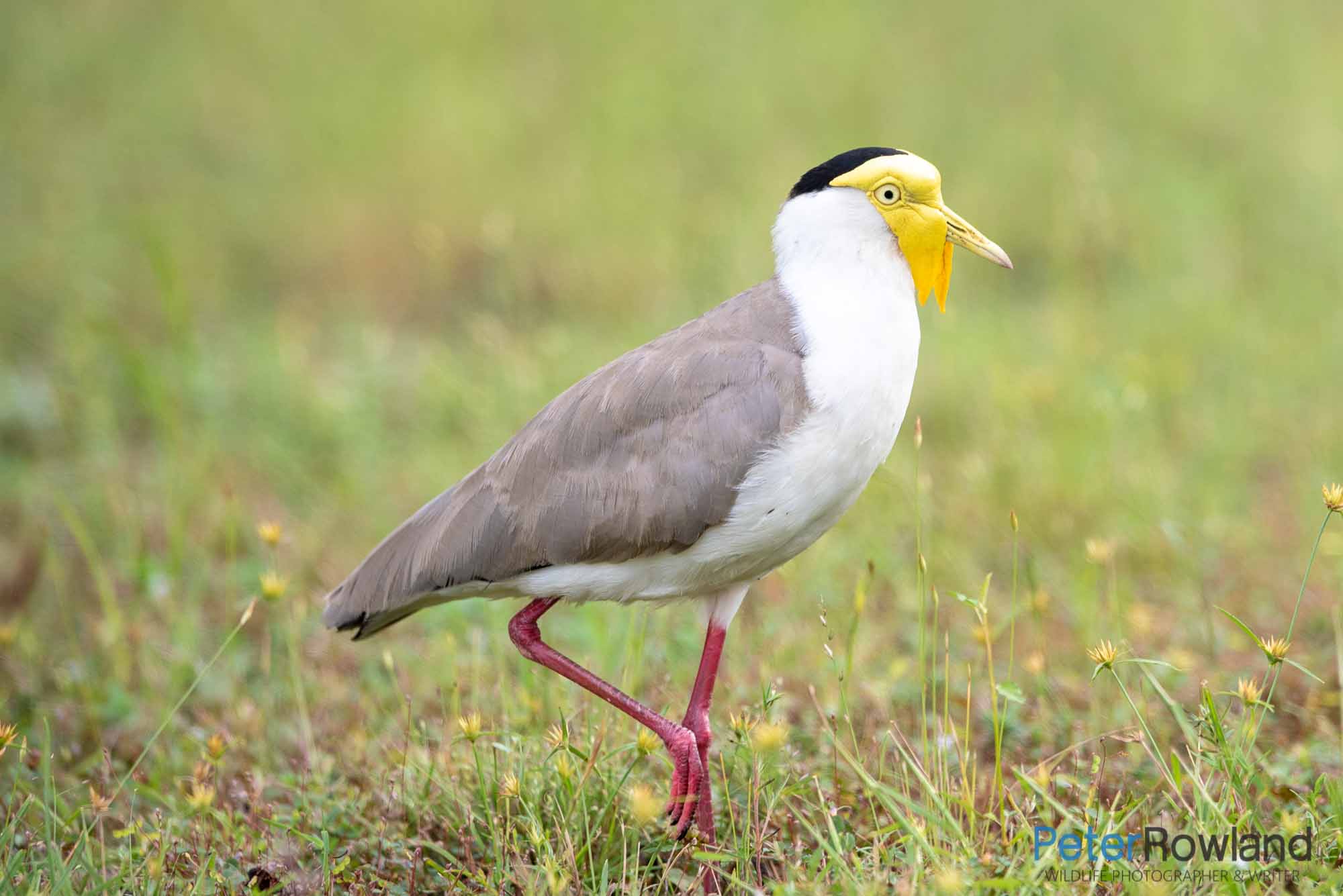 A Masked Lapwing (northern subspecies) walking through a low open grassland. [Photographed by Peter Rowland]