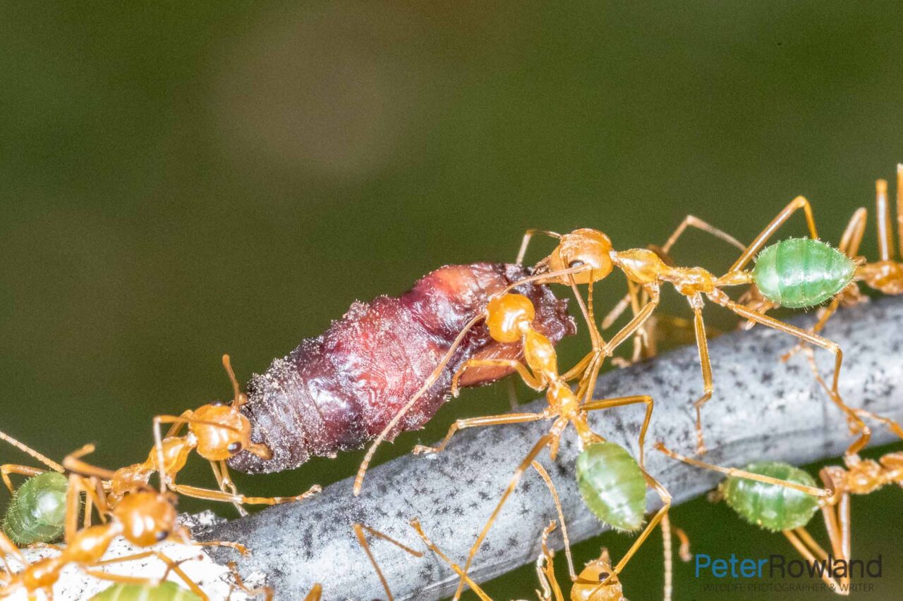 Green Ant Peter Rowland Photographer & Writer