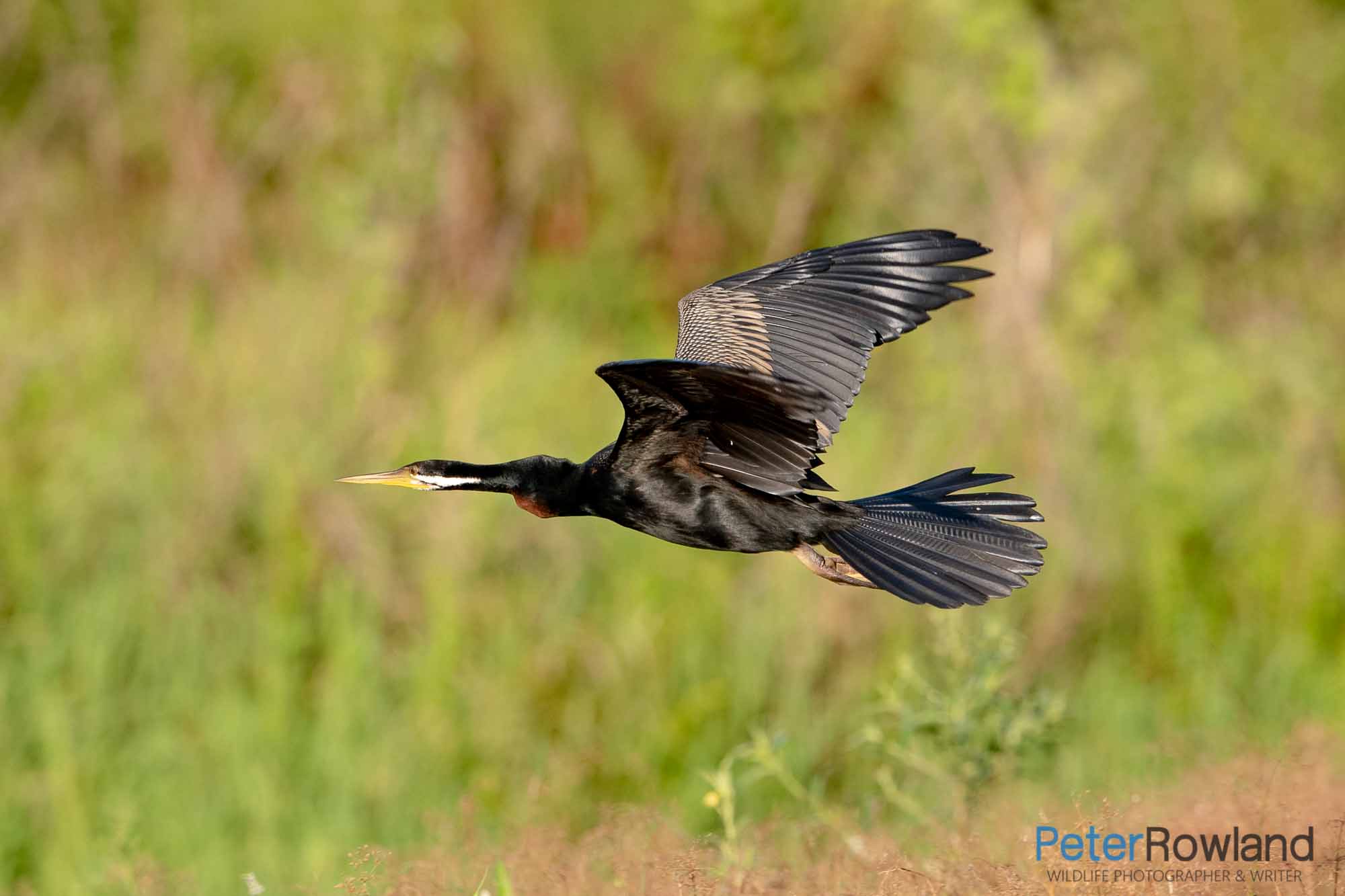 An Australasian Darter in flight over a wetland