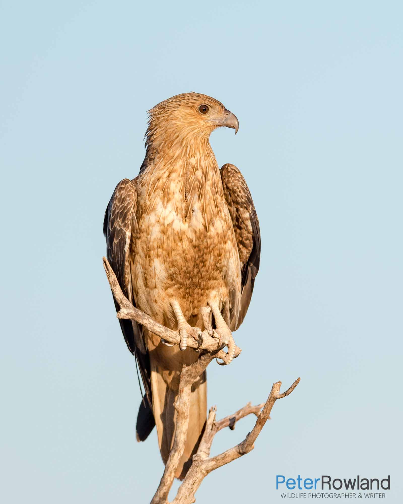 Black Kite perching at the top of a dead tree in late afternoon sunlight