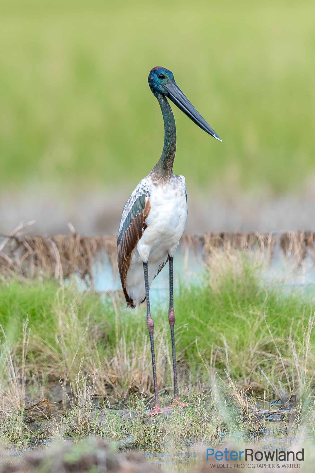 A Black-necked Stork standing in a grassy clearing