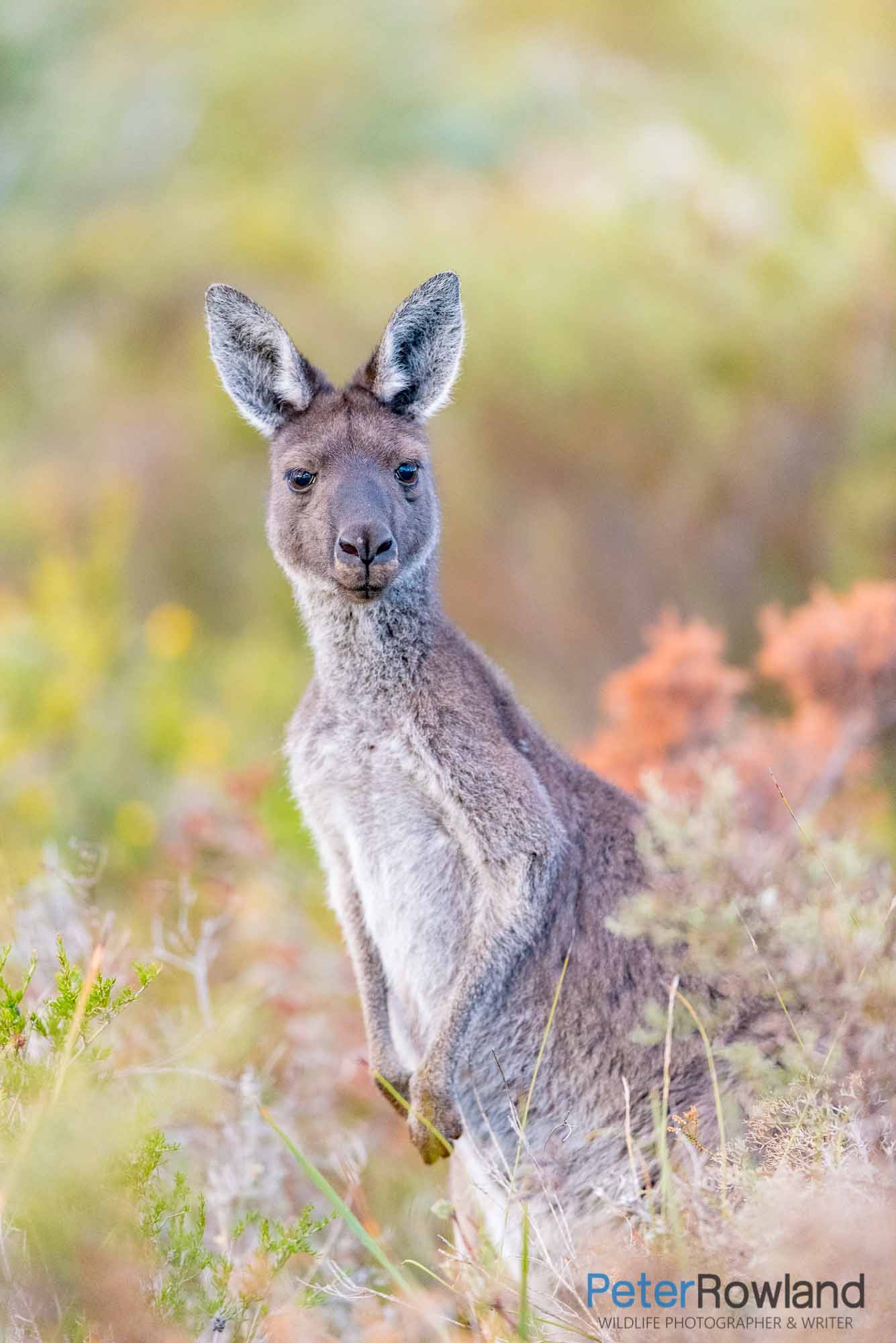 A Western Grey Kangaroo spots the camera from the bushes