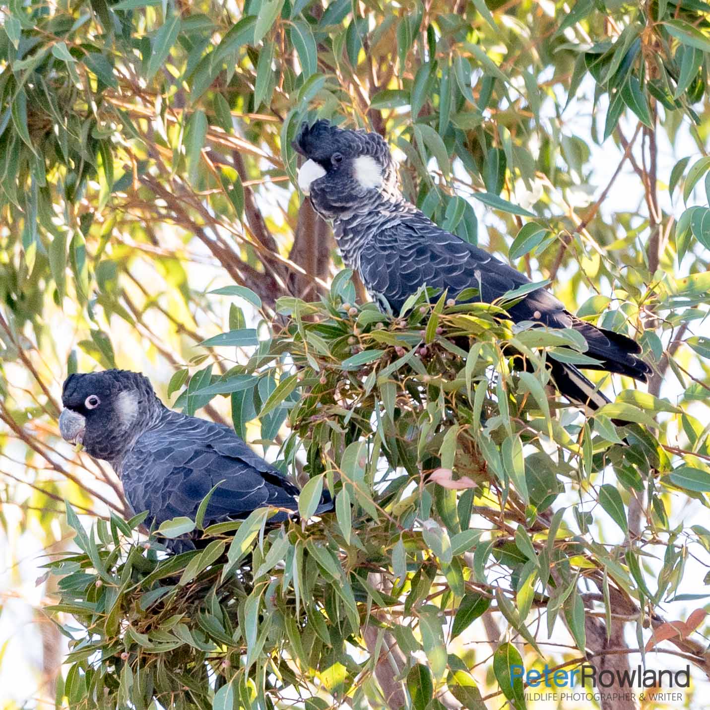 A pair of Carnaby's Black-Cockatoos feeding amongst leaves of a tree