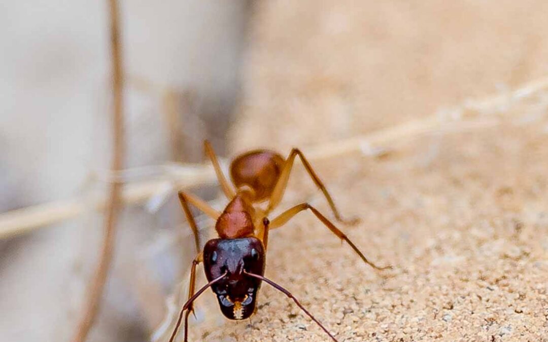 Black-headed Sugar Ant