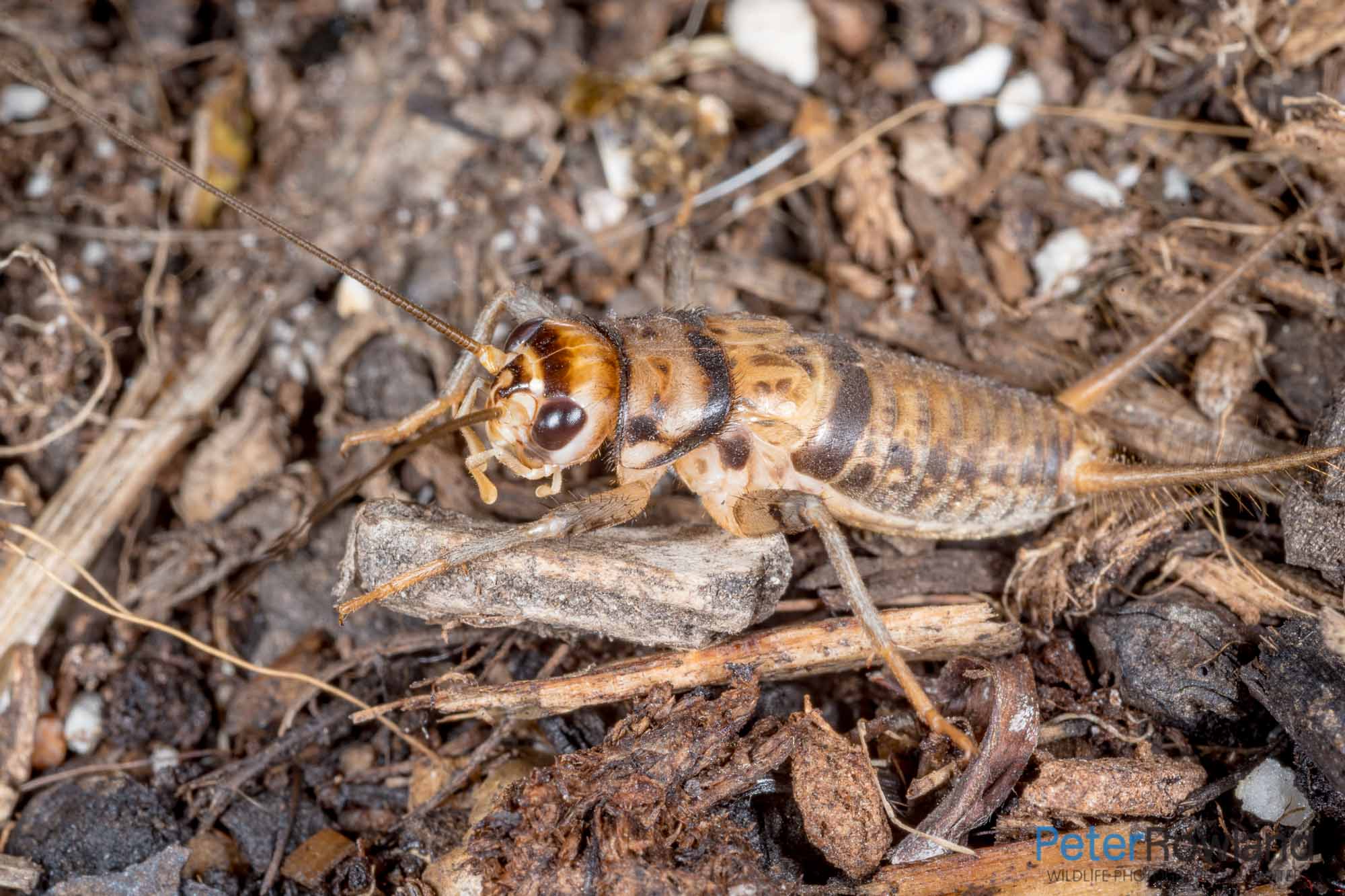 A Tropical House Cricket crawling on debris in the garden