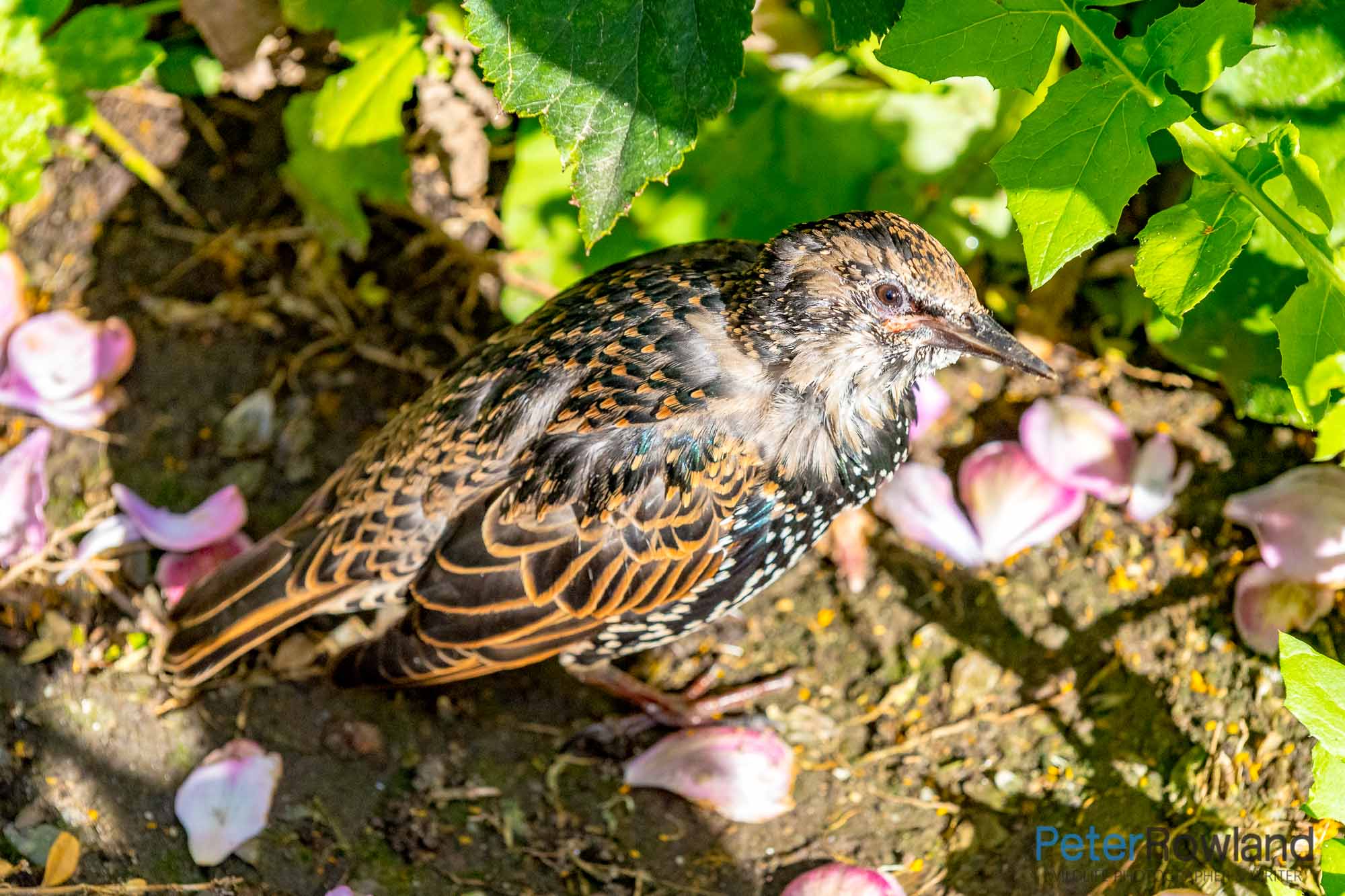 A European Starling walking over the ground amongst some fallen flowers and low shrubs