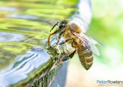 A European Honeybee drinking from a fountain. [Photographed by Peter Rowland]