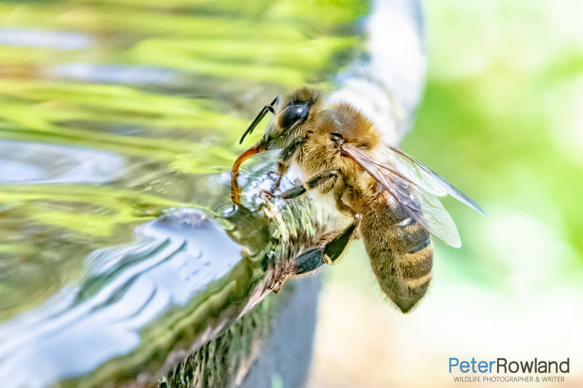 A European Honeybee drinking from a fountain