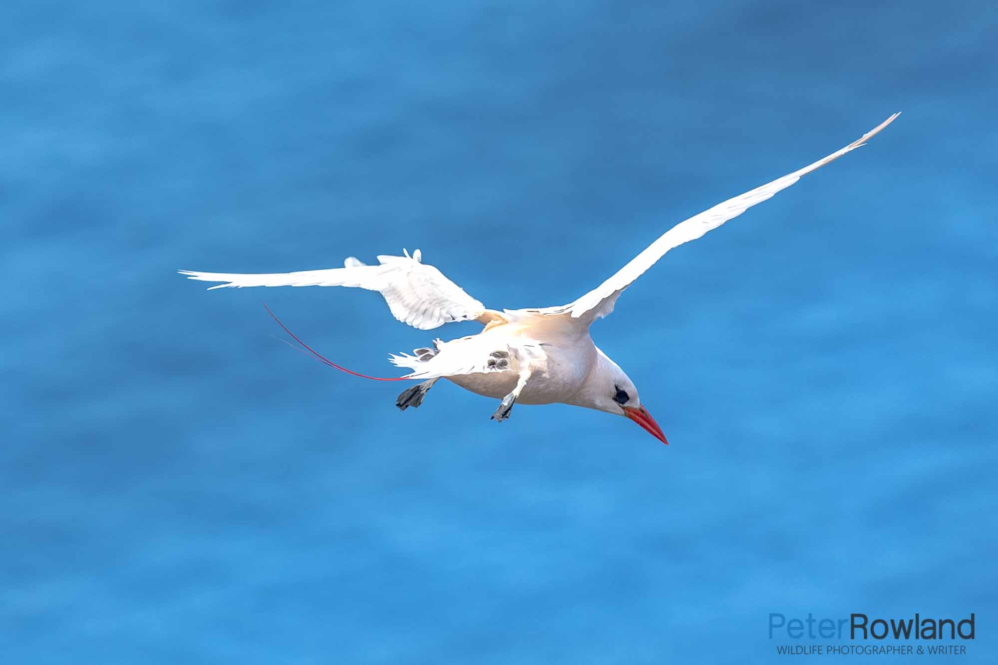 A Red-tailed Tropicbird flying over the ocean in search of food. [Photographed by Thomas Rowland]