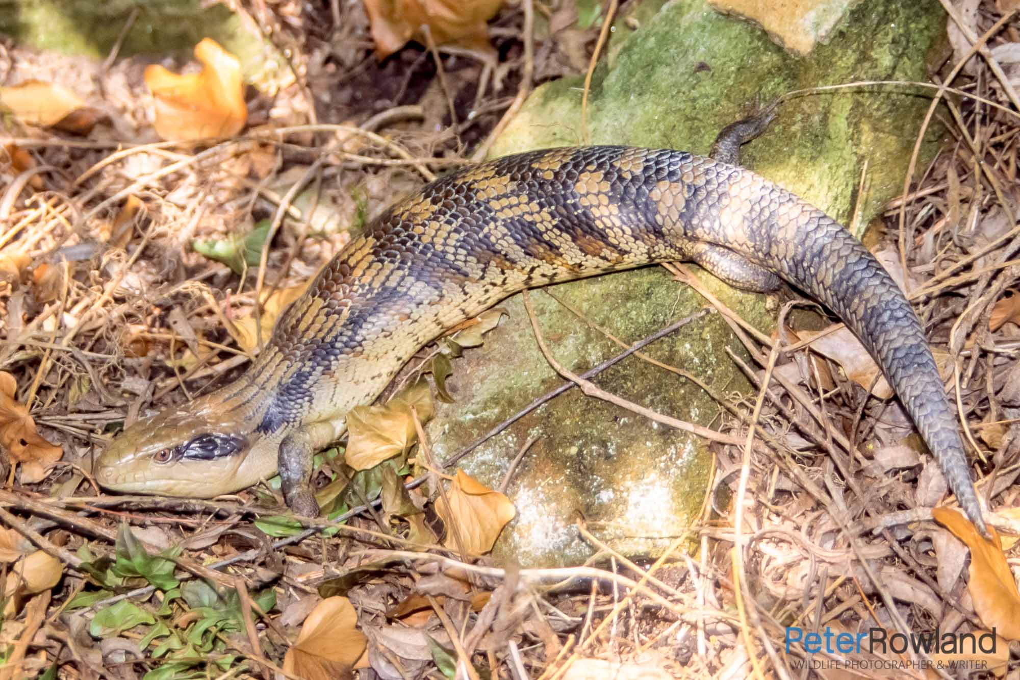 An Eastern Blue Tongue lizard crawling over a rock in the garden