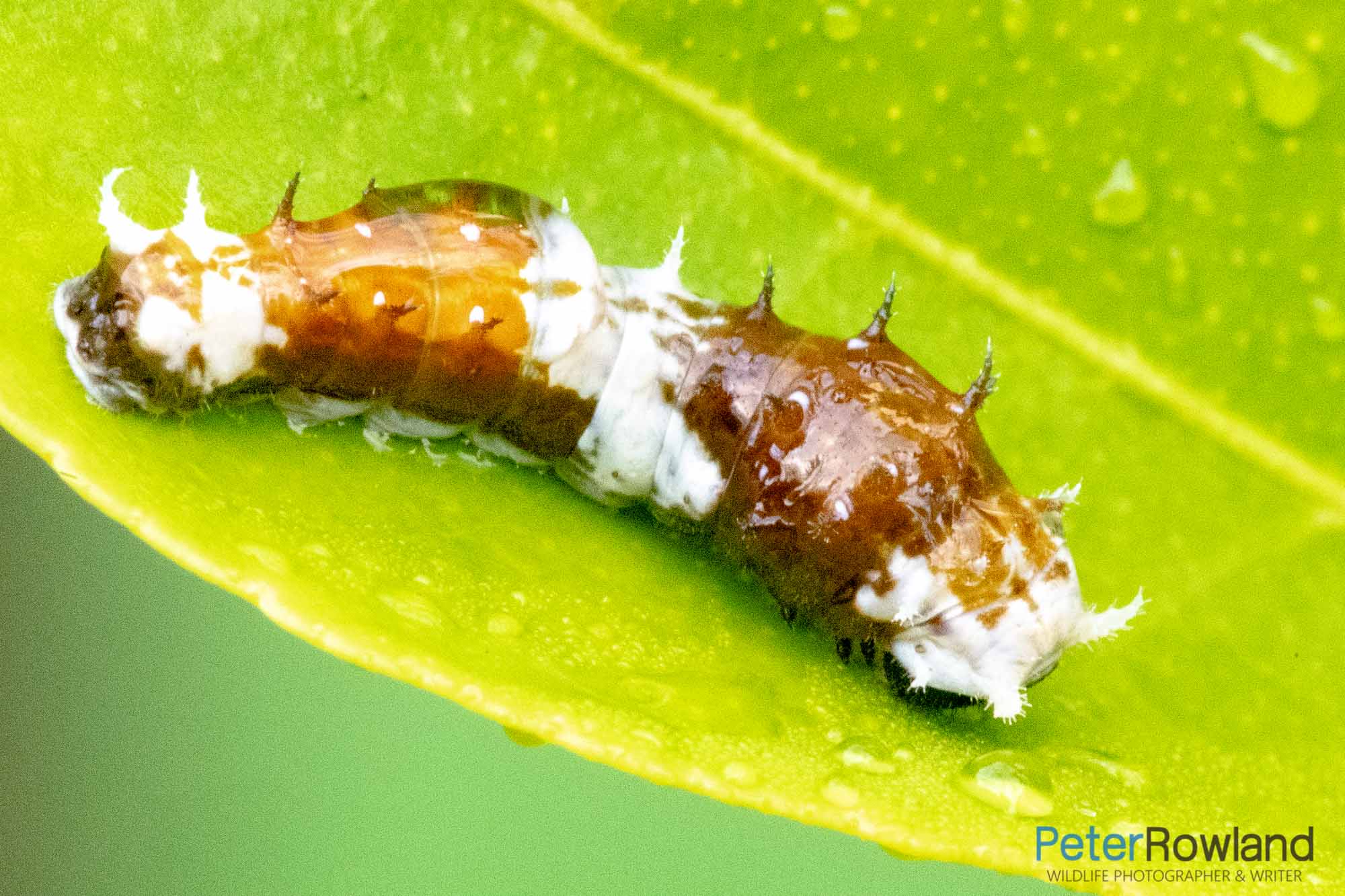 An early instar caterpillar of an Orchard Swallowtail feeding on a green leaf