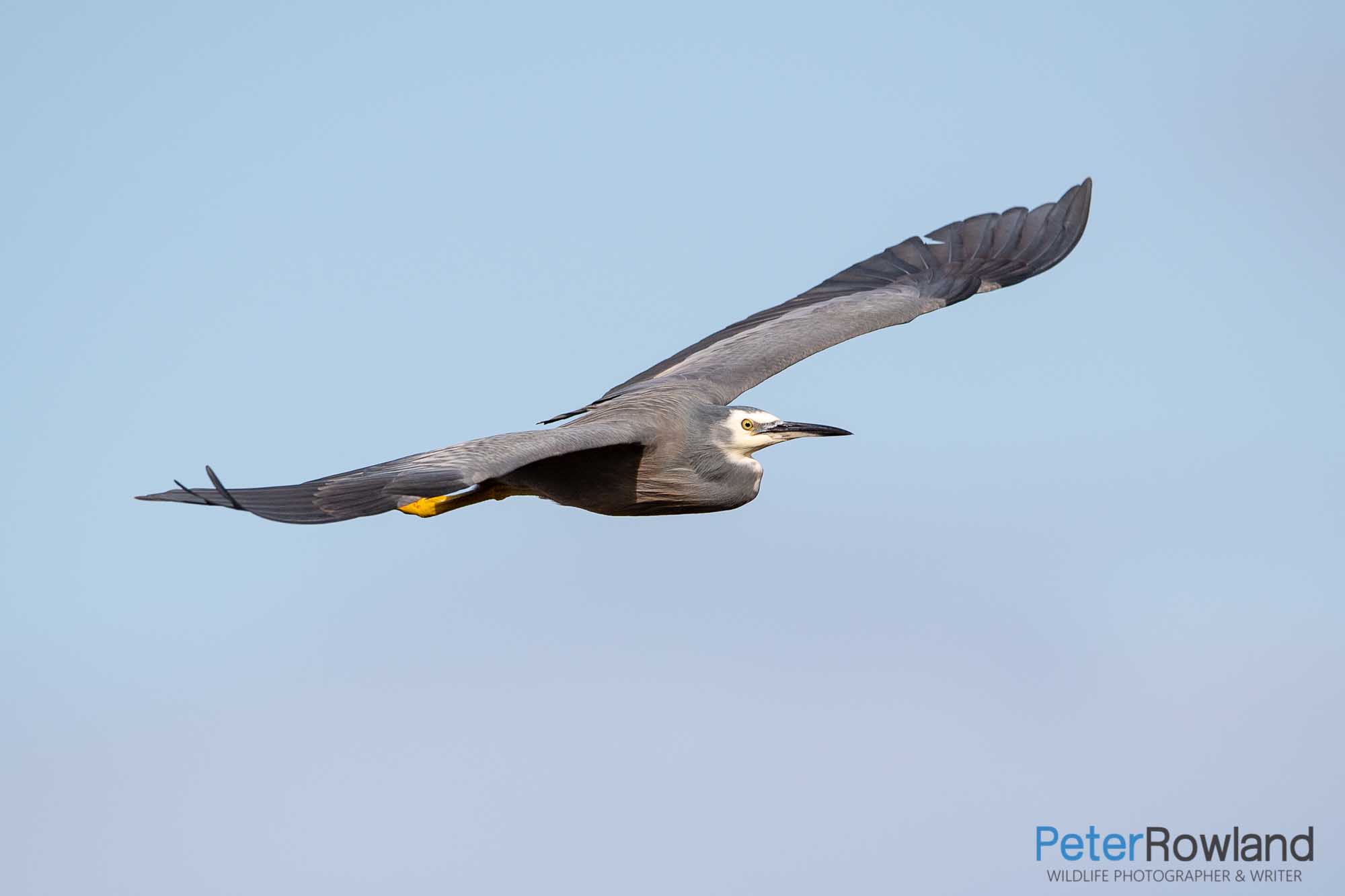 A White-faced Heron in flight