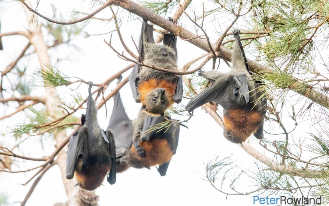 Grey-headed Fruit-Bat