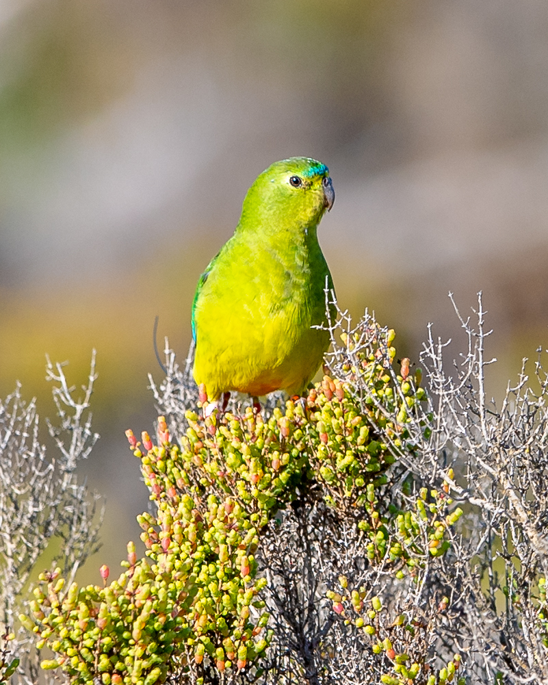 The Orange-bellied Parrot is critically endangered. This individual, perched atop a bush, is fitted with a radio transmitter to track its movements.