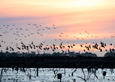 A Flock of Pink-eared Ducks taking flight