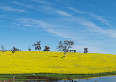 Panorama of farm growing canola with yellow flowers of canola plants covering the hillside