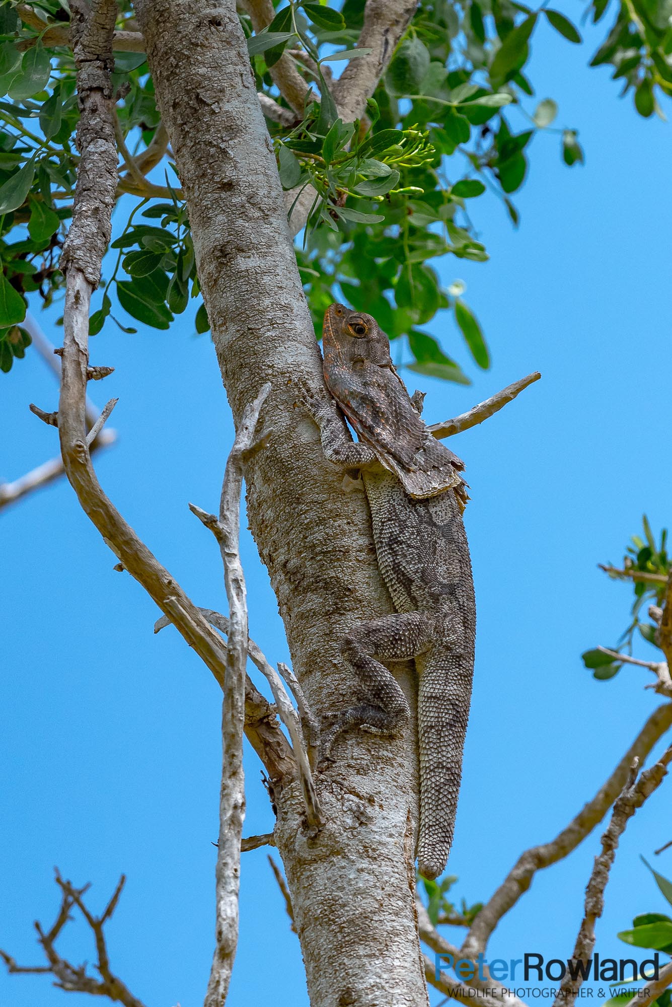 A Frilled Lizard climbing a tree