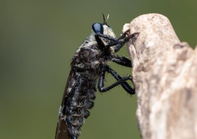 Giant Yellow Robber Fly