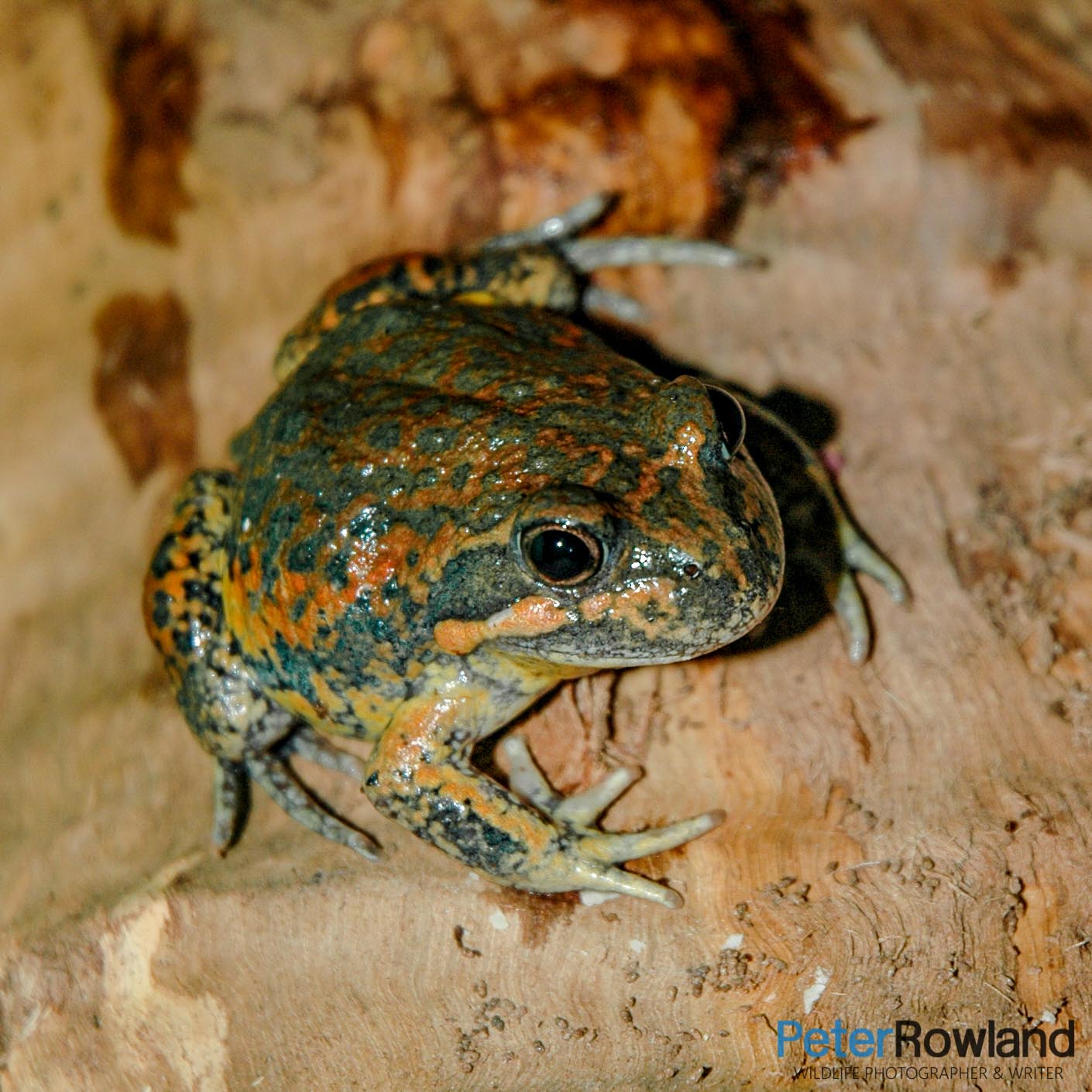 An Eastern Banjo Frog on a log