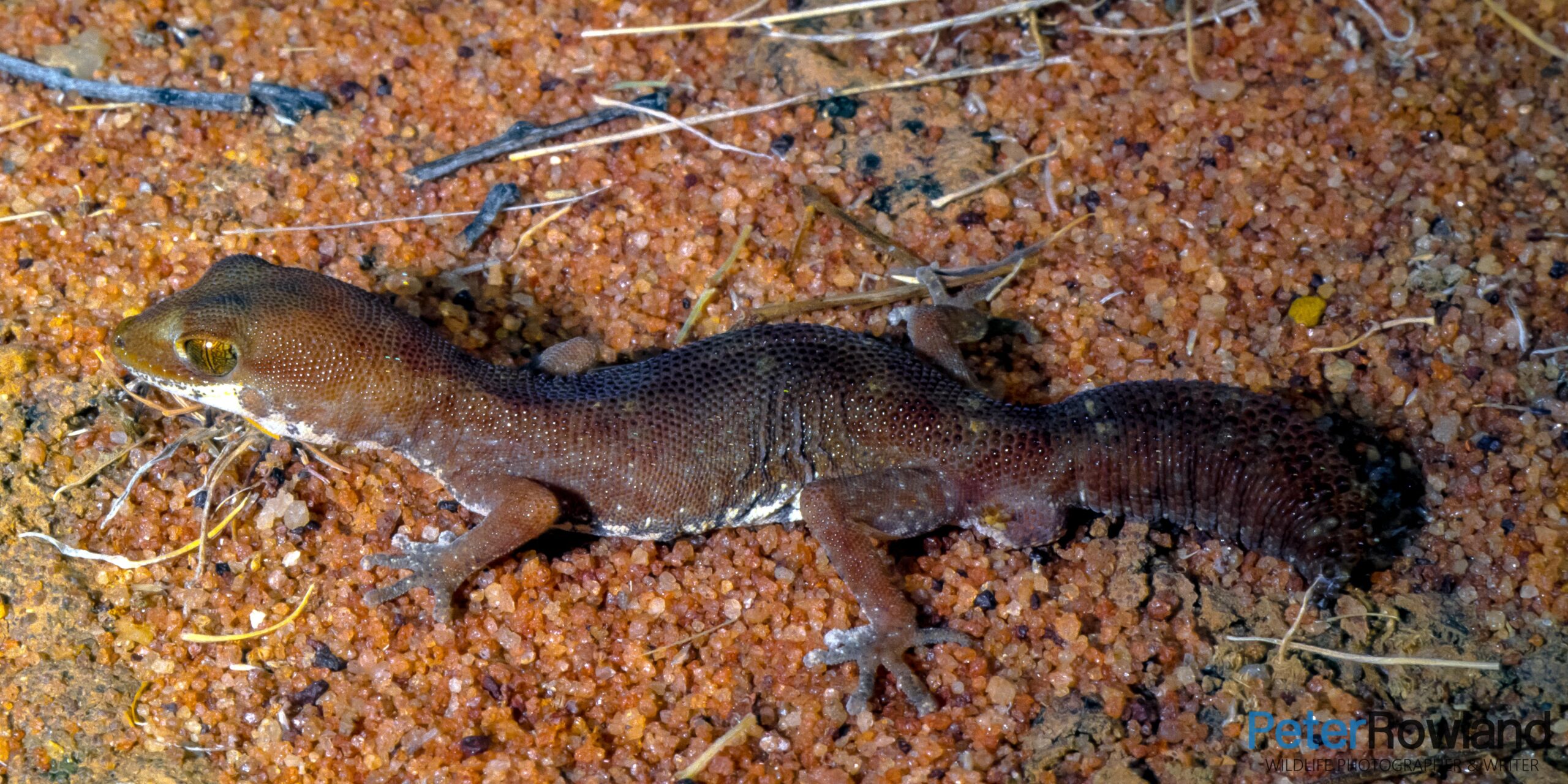 Fat-tailed Diplodactylus (Gecko)
