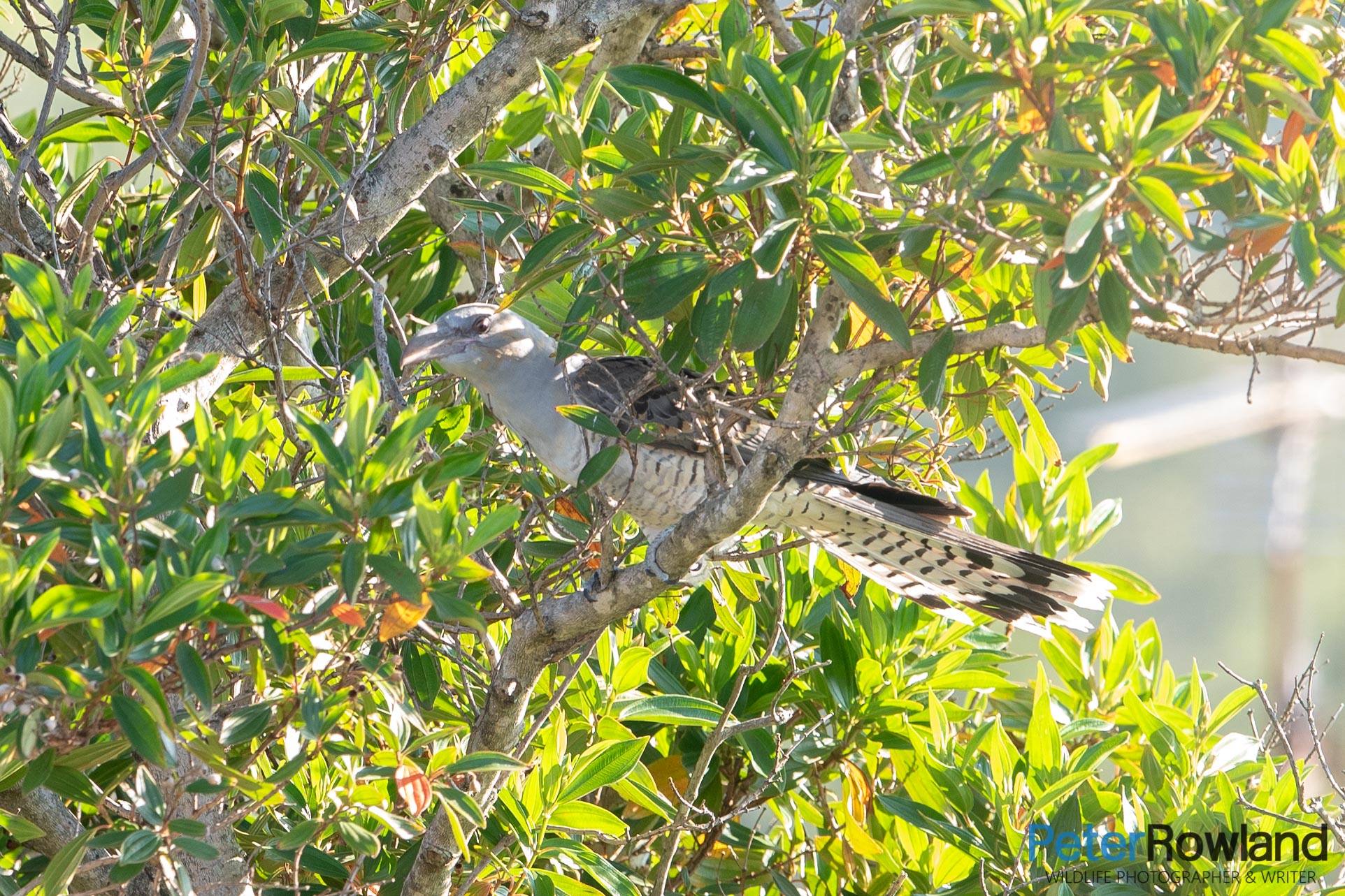 A young Channel-billed Cuckoo perched in a tree