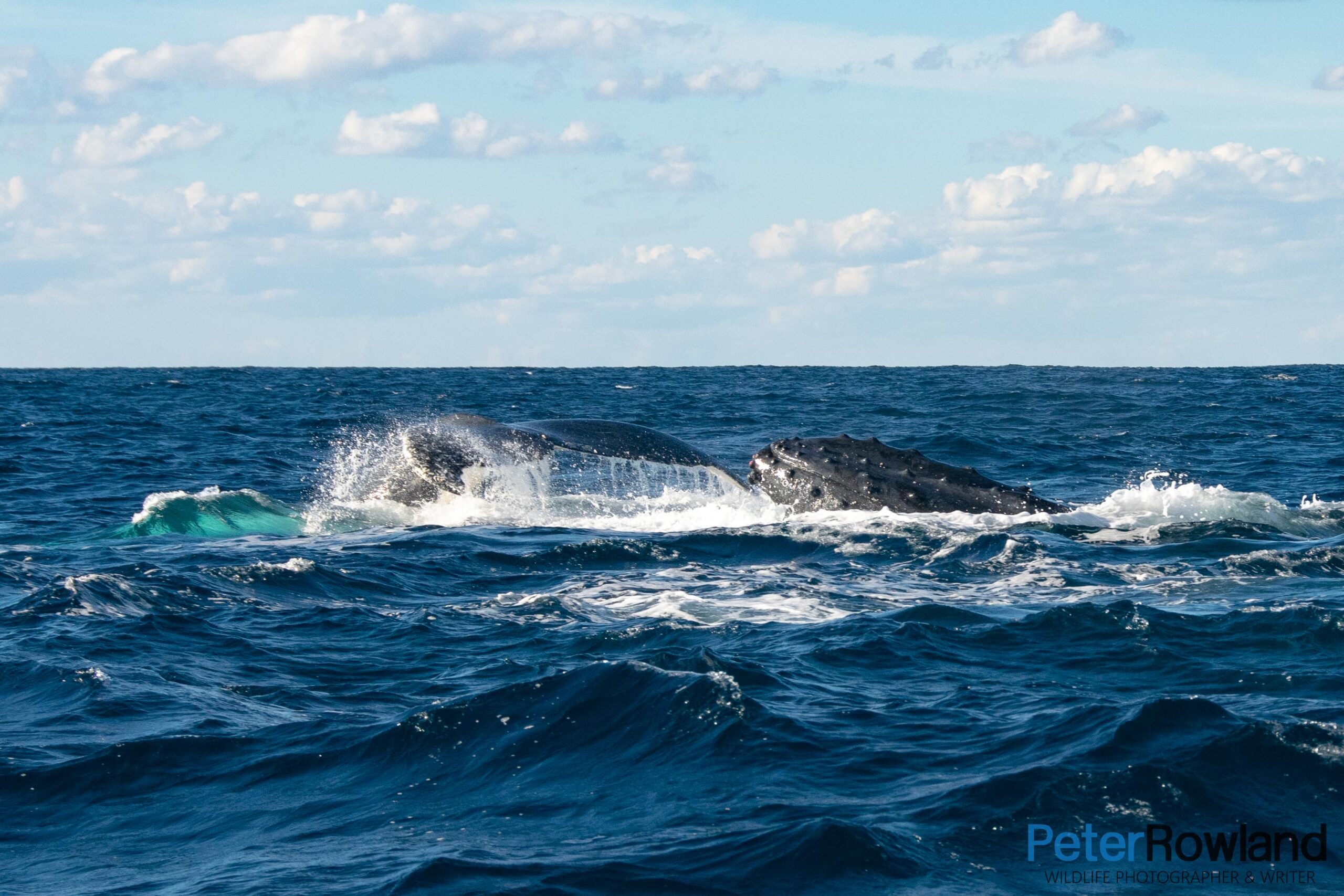 A pod of Humpback Whales migrating northwards along the east coast of Australia