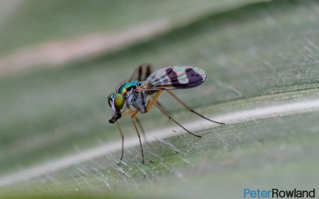 Long-legged flies