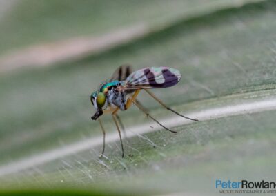 Long-legged flies