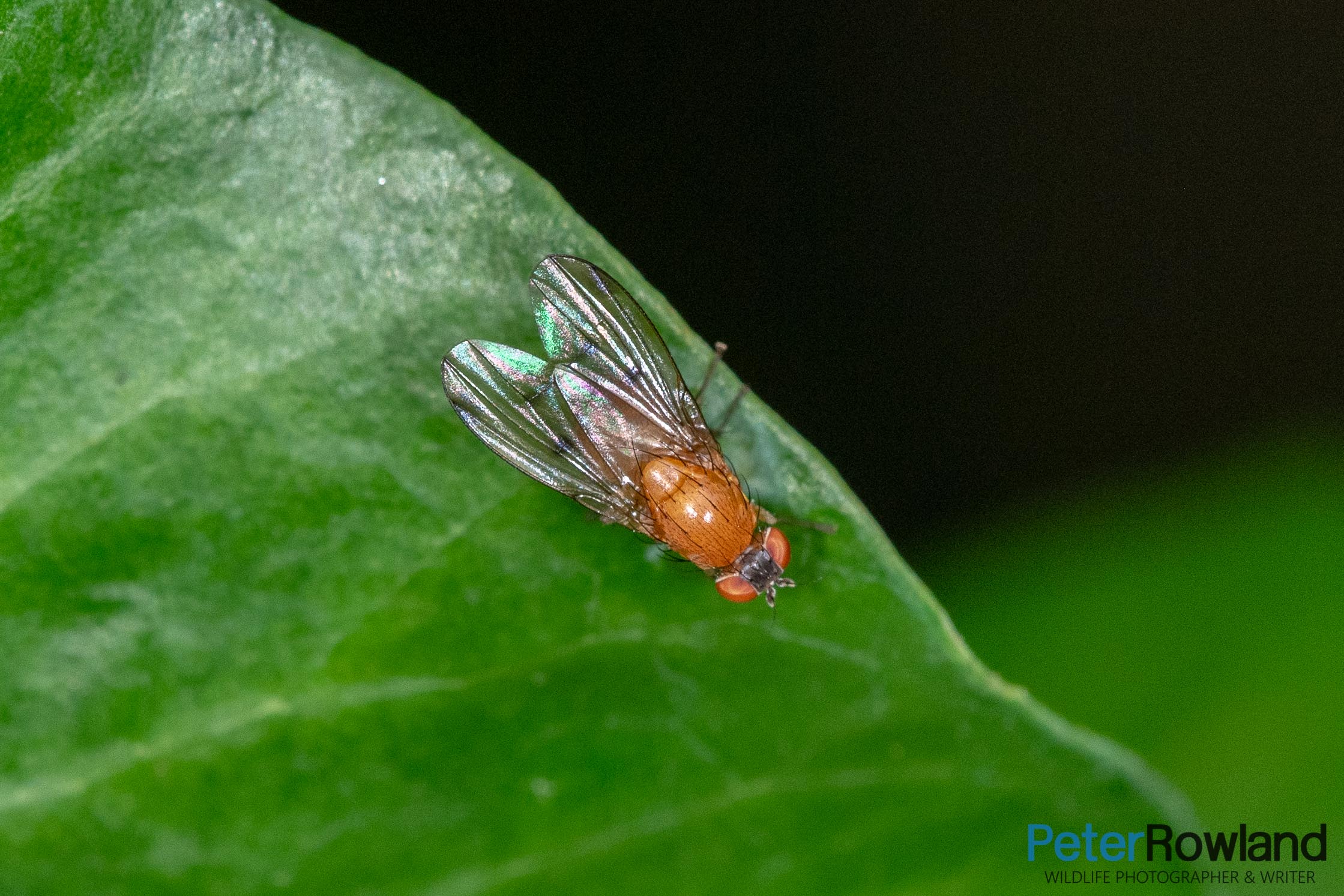 An adult Dotted-winged Lauxaniid Fly on a green leaf