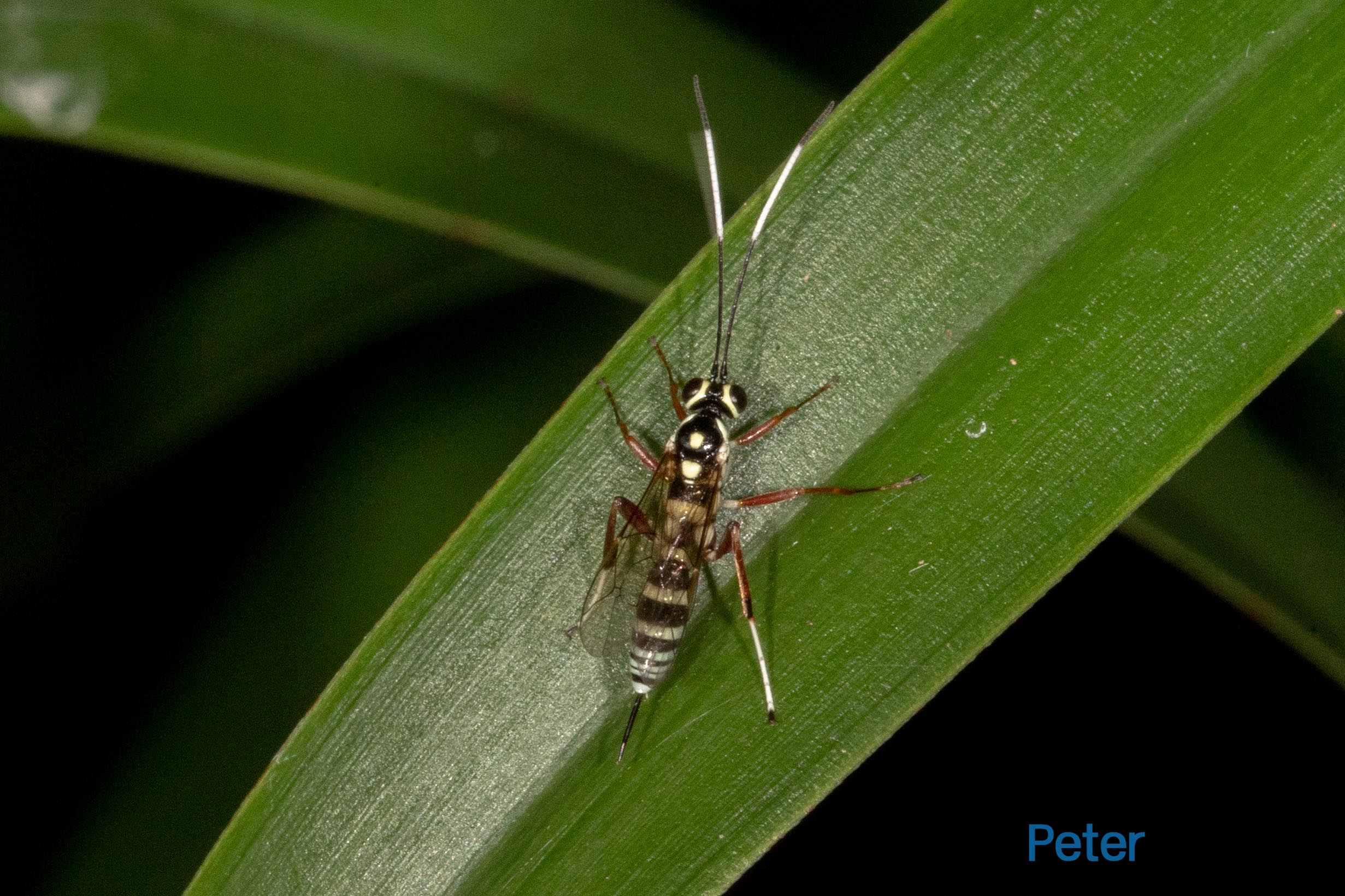 The Banded Pupa Parasite Wasp (Gotra sp.) is one of the Striped Ichneumon Wasps
