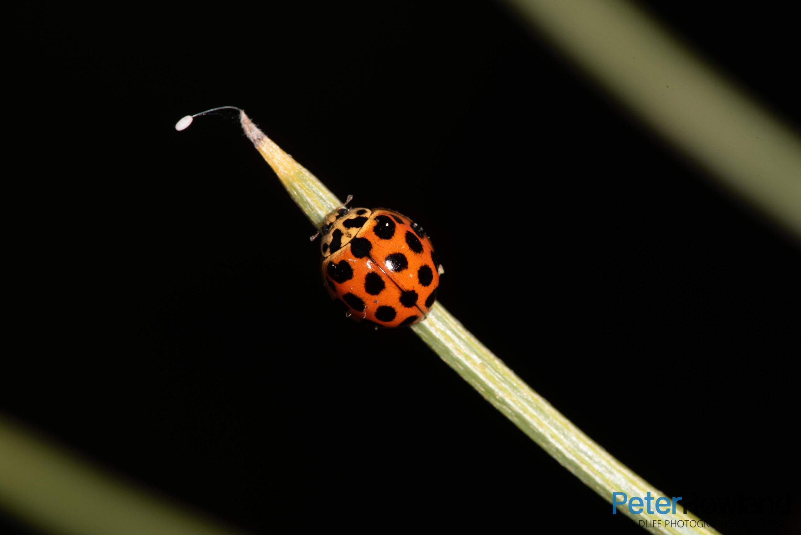 A Common Spotted Ladybird climbing up a thin pine needle