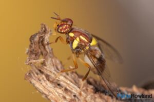 A Queensland Fruit Fly resting on the stalk of a banana in a kitchen