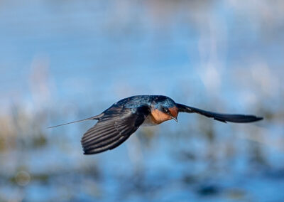 Welcome Swallow flying low over the water