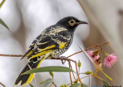 Regent Honeyeater