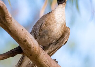 Noisy Friarbird