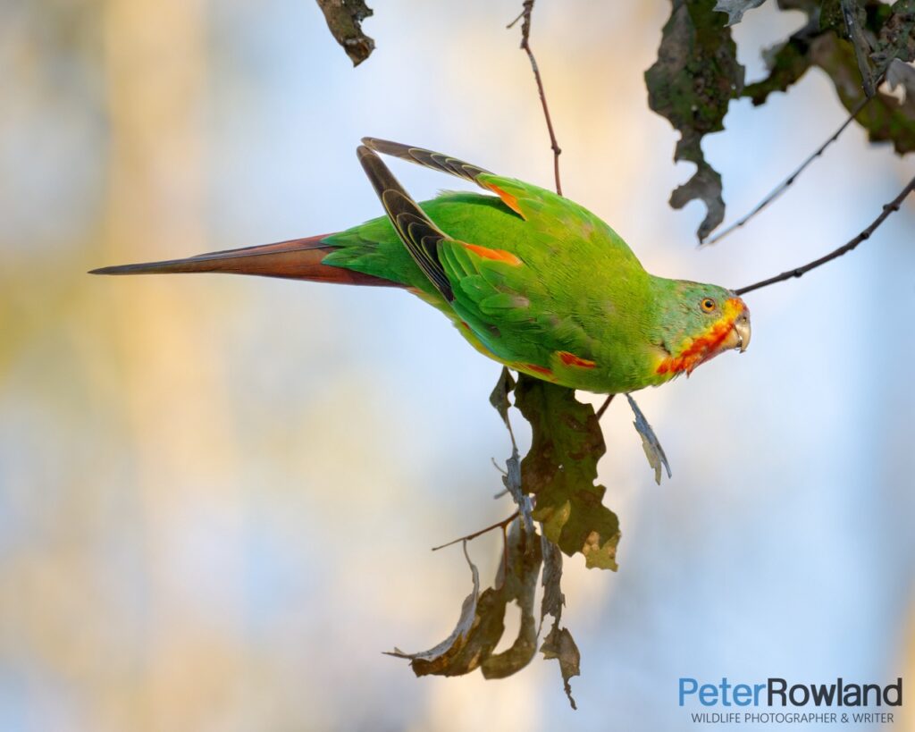 Swift Parrot perched on a small branch with brownish leaves