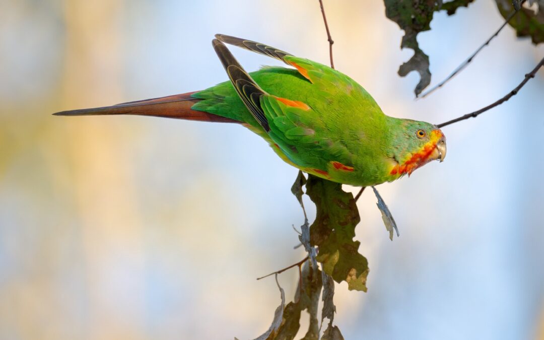Swift Parrot