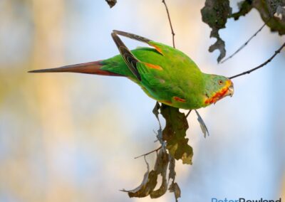 Swift Parrot