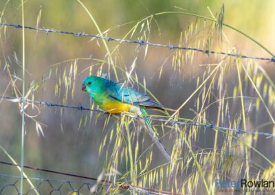 Red-Rumped Parrot