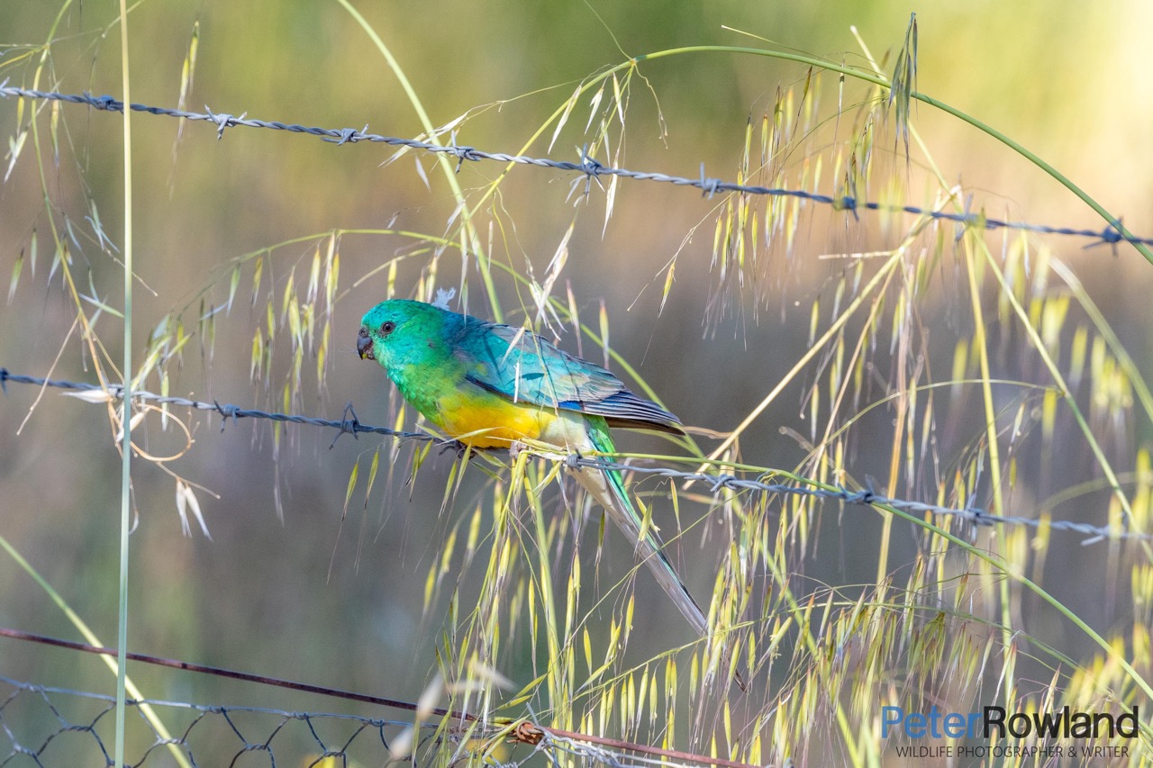 Male Red-rumped Parrot perched on barbed wire fence and surrounded by grass seeds