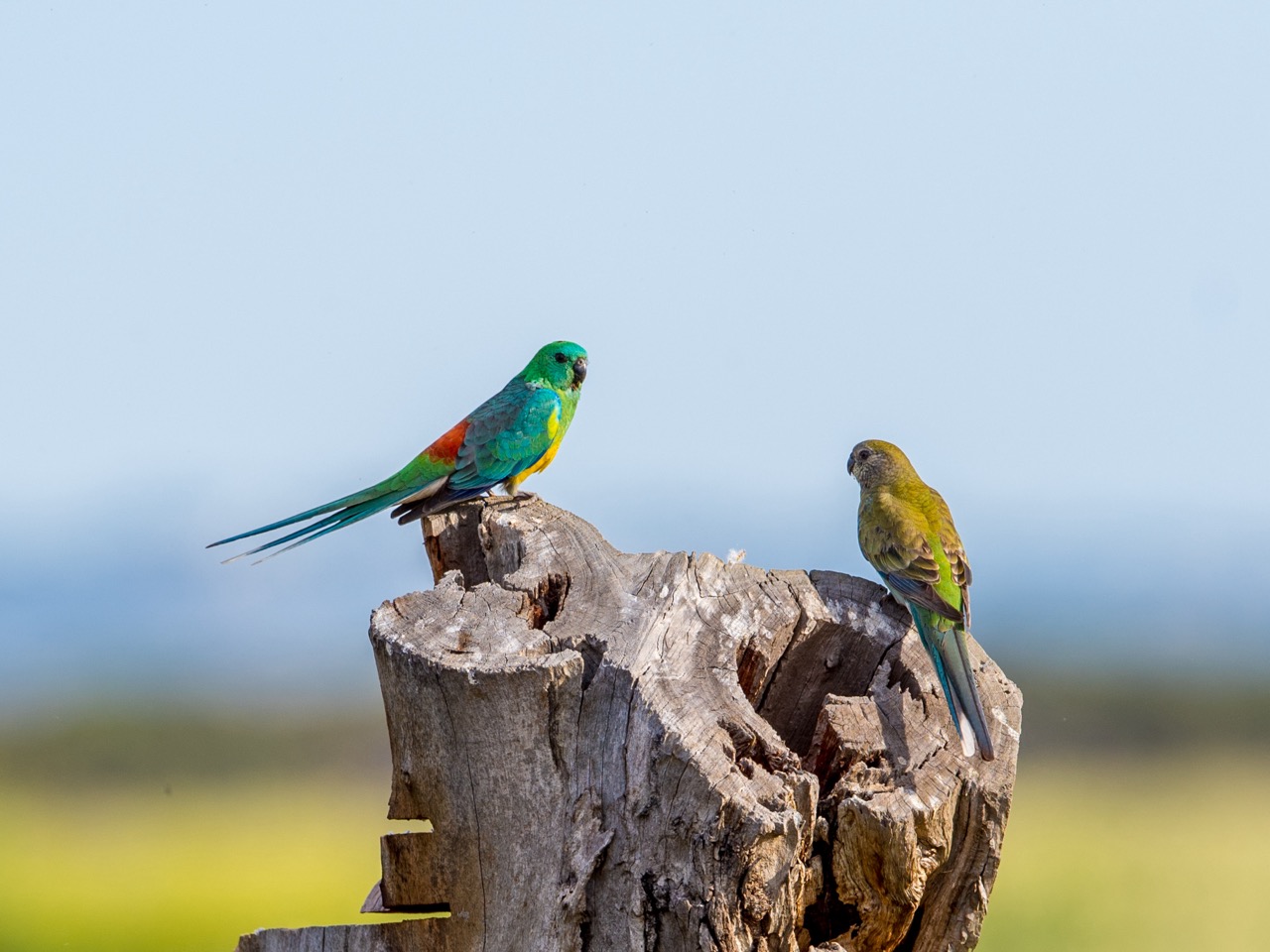 A Red-rumped Parrot pair atop a Tree Stump, checking out a potential nest hollow