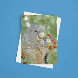 Gang-gang Christmas Card