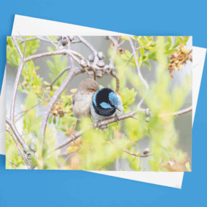 Fairywren Christmas Card
