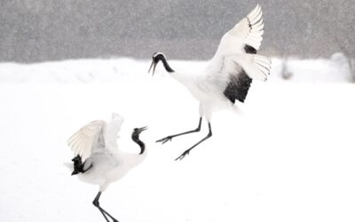 Photographing Tancho (丹頂) in Hokkaido
