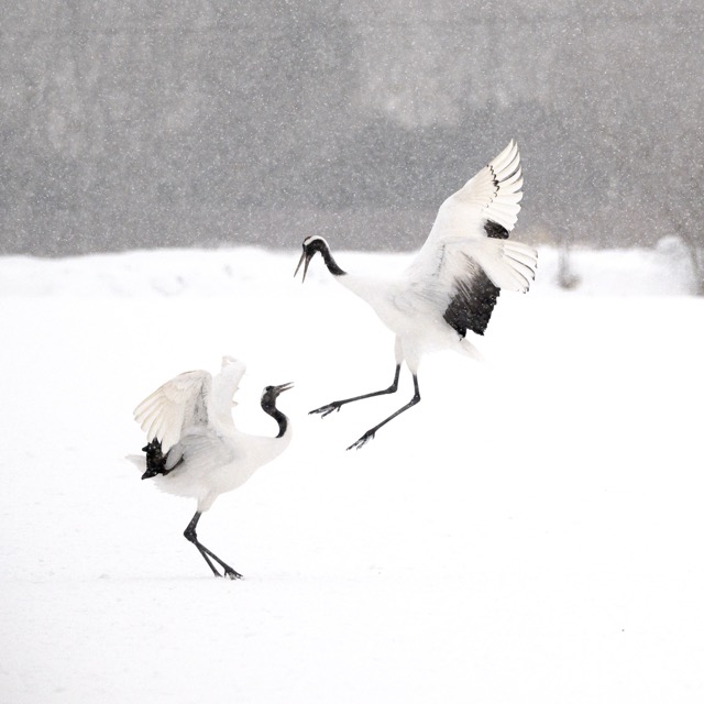Photographing Tancho (丹頂) in Hokkaido