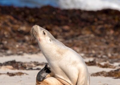 Australian Sea-lion scratching itself with its rear flipper on sandy beach